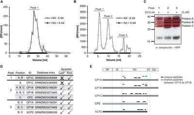 Proteases Underground: Analysis of the Maize Root Apoplast Identifies Organ Specific Papain-Like Cysteine Protease Activity